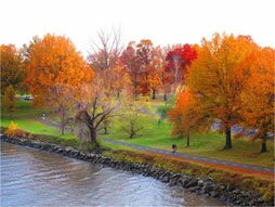 autum-trees